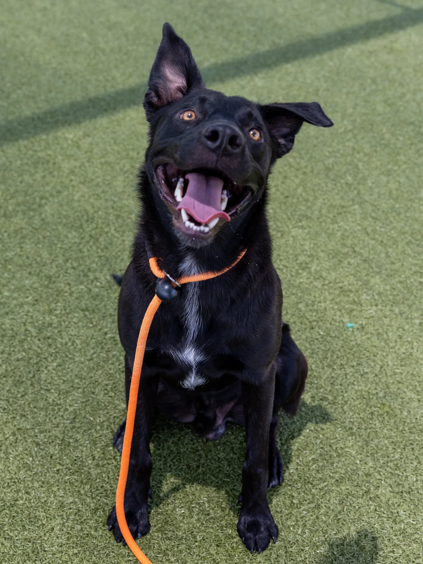 Favorite Grapevine Animal Shelter Pet Portraits — photo 1