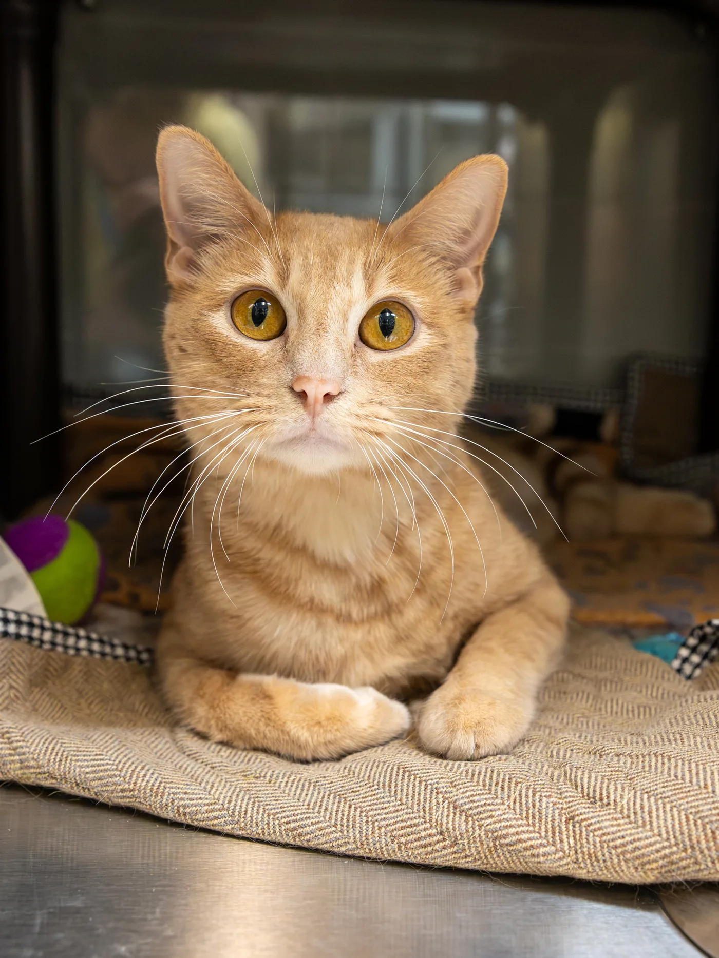 Favorite Grapevine Animal Shelter Pet Portraits — photo 2