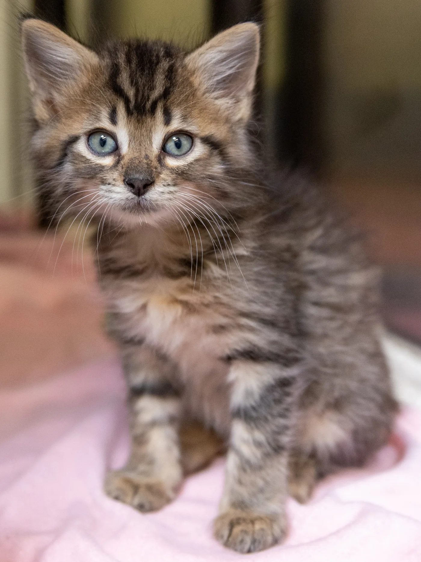 Favorite Grapevine Animal Shelter Pet Portraits — photo 7
