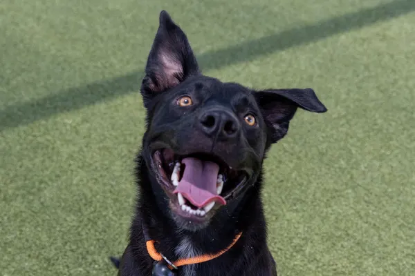Favorite Grapevine Animal Shelter Pet Portraits